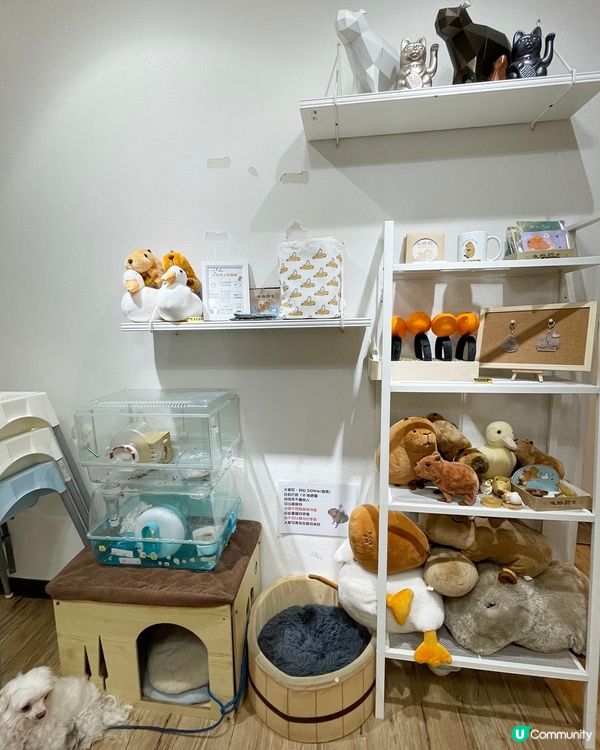 [台北素食] 土城 | 水豚騎士：捷運可達！新北市水豚咖啡店 近距離餵食互動