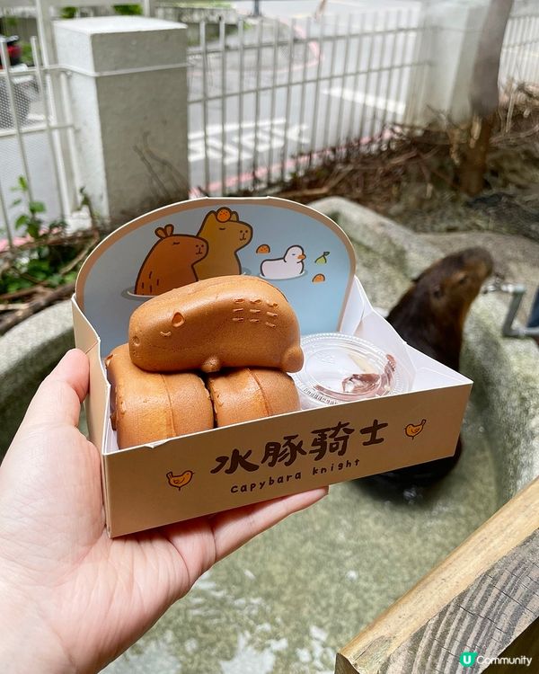 [台北素食] 土城 | 水豚騎士：捷運可達！新北市水豚咖啡店 近距離餵食互動