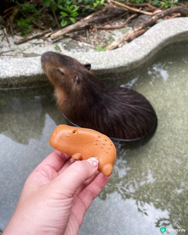 [台北素食] 土城 | 水豚騎士：捷運可達！新北市水豚咖啡店 近距離餵食互動