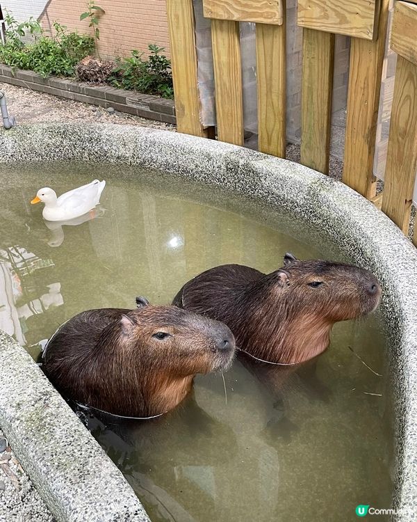 [台北素食] 土城 | 水豚騎士：捷運可達！新北市水豚咖啡店 近距離餵食互動