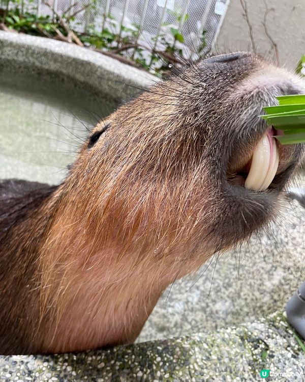 [台北素食] 土城 | 水豚騎士：捷運可達！新北市水豚咖啡店 近距離餵食互動