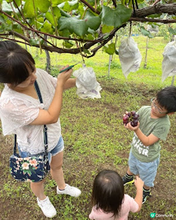 日本九州熊本親子一日團｜季節水果吃到飽｜熊本城｜中岳火山｜草千里｜最新2023年｜8日7夜日本福岡親子自由行（非自駕）