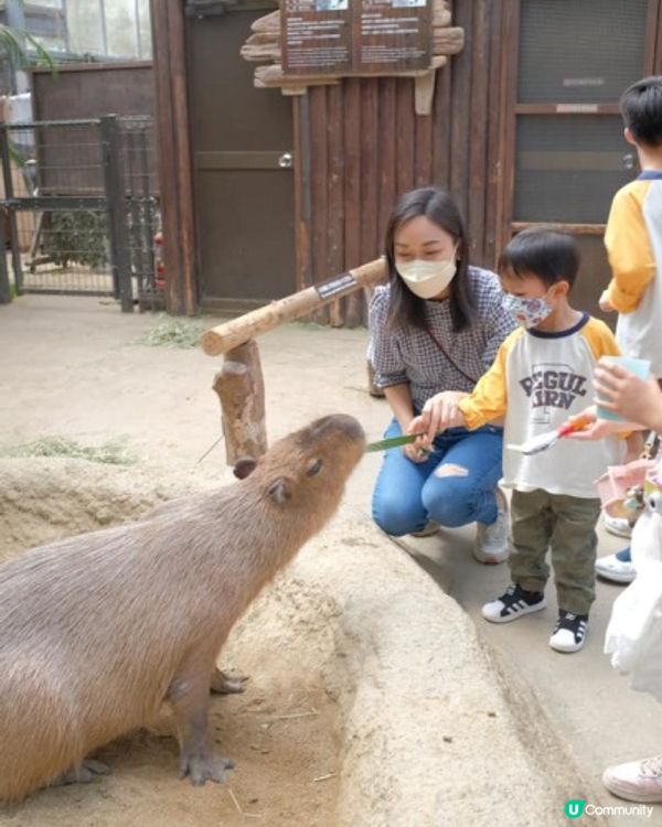【 近距離親親小動物。神戶動物王國 】