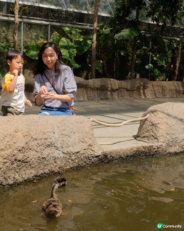 【 近距離親親小動物。神戶動物王國 】