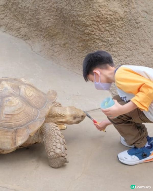 【 近距離親親小動物。神戶動物王國 】