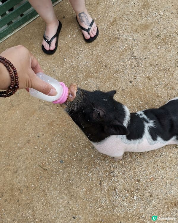 2023 布吉之旅 @Day 4 (0718) - 酒店泳池悠遊 . Robinson Department Store Jungceylon