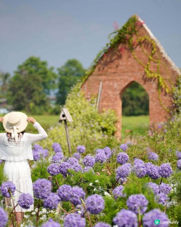 【泰國食買玩2023】隱世紫菊花海❤️農莊Flower Farm｜💥清邁特色雙線車體驗｜😍河畔露營尖頂小白屋Glamping｜泰北風味燒烤火鍋｜窮遊達人EP.7｜4K中文字幕｜Chiang Mai