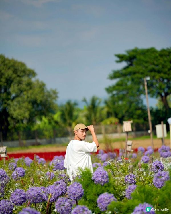 【泰國食買玩2023】隱世紫菊花海❤️農莊Flower Farm｜💥清邁特色雙線車體驗｜😍河畔露營尖頂小白屋Glamping｜泰北風味燒烤火鍋｜窮遊達人EP.7｜4K中文字幕｜Chiang Mai