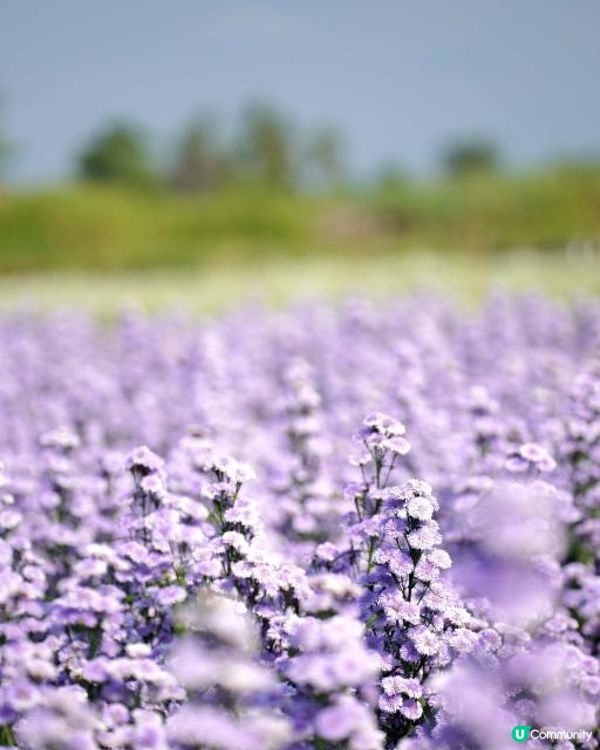 【泰國食買玩2023】隱世紫菊花海❤️農莊Flower Farm｜💥清邁特色雙線車體驗｜😍河畔露營尖頂小白屋Glamping｜泰北風味燒烤火鍋｜窮遊達人EP.7｜4K中文字幕｜Chiang Mai