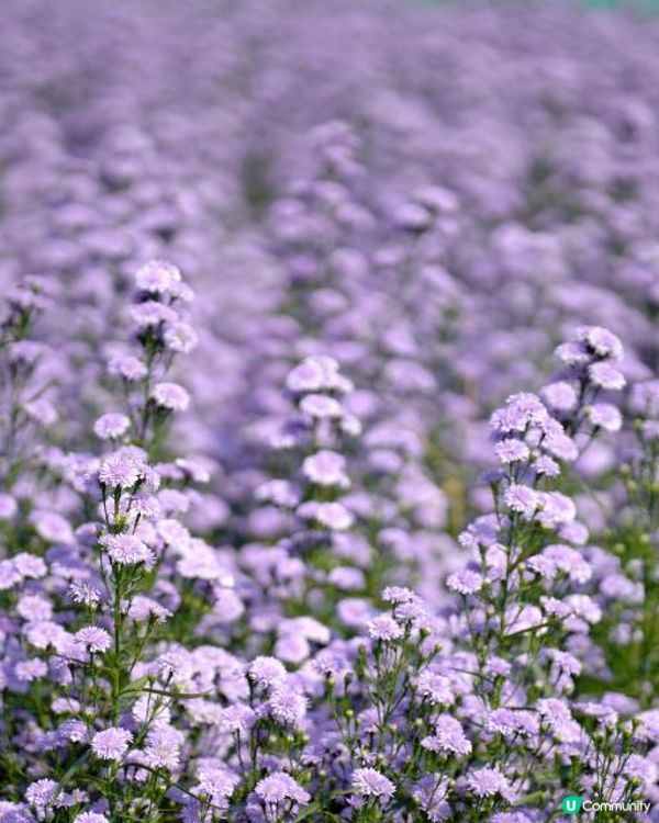 【泰國食買玩2023】隱世紫菊花海❤️農莊Flower Farm｜💥清邁特色雙線車體驗｜😍河畔露營尖頂小白屋Glamping｜泰北風味燒烤火鍋｜窮遊達人EP.7｜4K中文字幕｜Chiang Mai