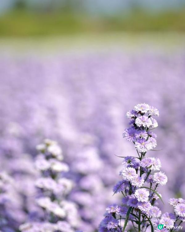 【泰國食買玩2023】隱世紫菊花海❤️農莊Flower Farm｜💥清邁特色雙線車體驗｜😍河畔露營尖頂小白屋Glamping｜泰北風味燒烤火鍋｜窮遊達人EP.7｜4K中文字幕｜Chiang Mai