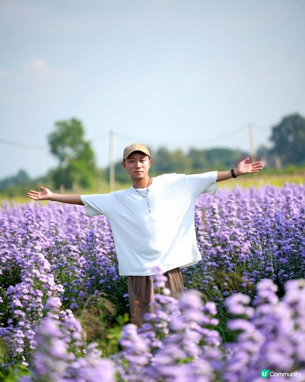 【泰國食買玩2023】隱世紫菊花海❤️農莊Flower Farm｜💥清邁特色雙線車體驗｜😍河畔露營尖頂小白屋Glamping｜泰北風味燒烤火鍋｜窮遊達人EP.7｜4K中文字幕｜Chiang Mai