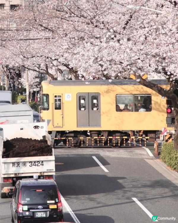 不只是宅宅聖地，還是隱藏版賞櫻花名所！東京中野一日遊全攻略
