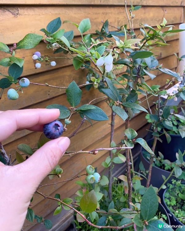 到處遊玩/波波吹氣觀星營 兩手空空去渡假