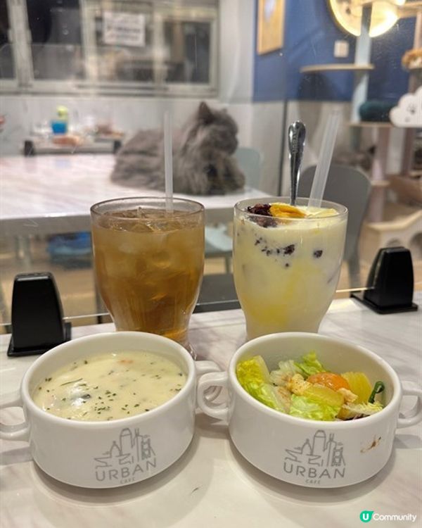 🐱再訪高質貓貓cafe