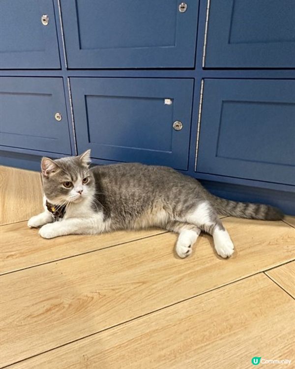 🐱再訪高質貓貓cafe
