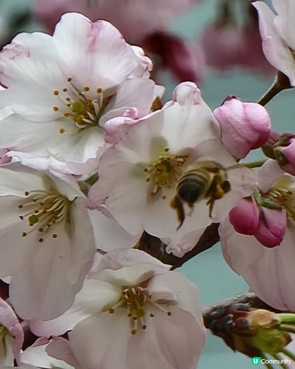 Day 4: 神戶一天遊 行了兩次山