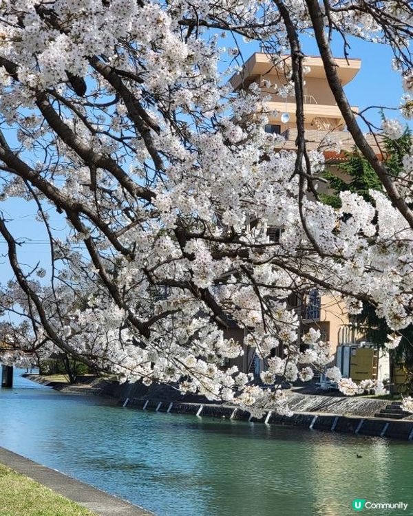 Day 12: 續遊琵琶湖 再享近江牛