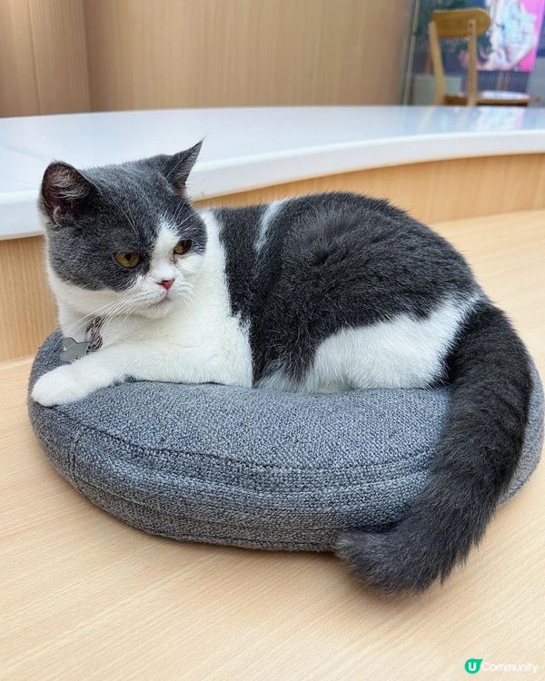 【貓貓控必去.無入場費貓Cafe🐈】