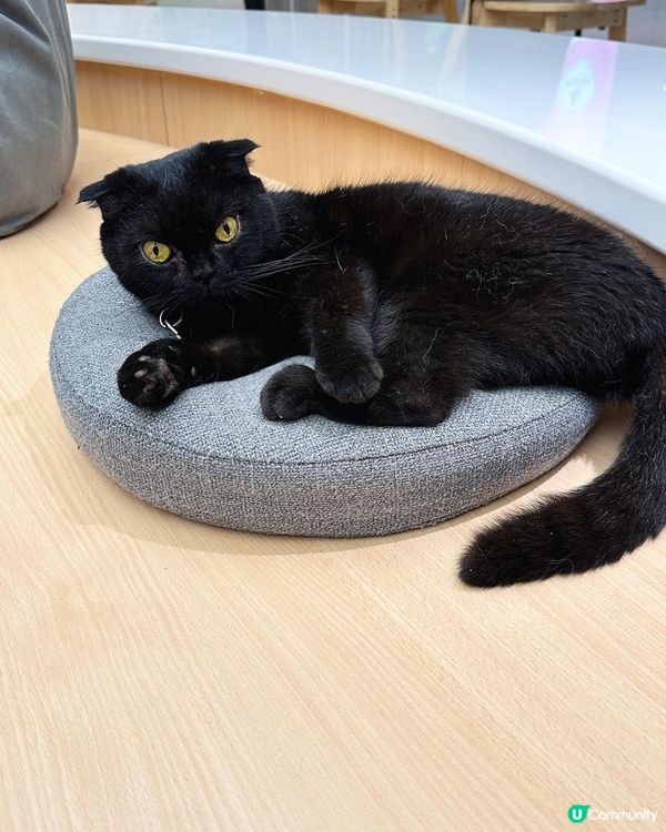 【貓貓控必去.無入場費貓Cafe🐈】