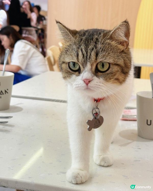 【貓貓控必去.無入場費貓Cafe🐈】