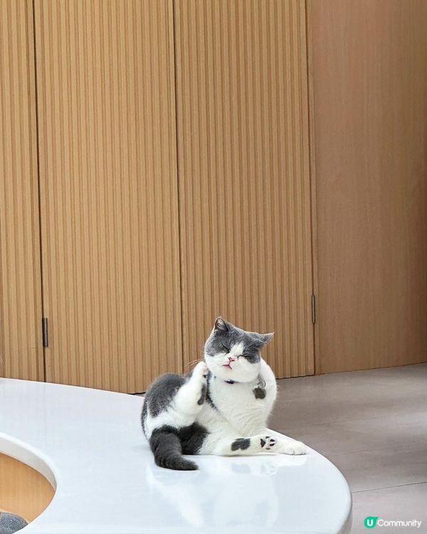 【貓貓控必去.無入場費貓Cafe🐈】