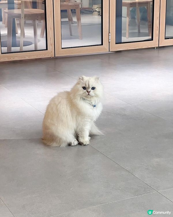 【貓貓控必去.無入場費貓Cafe🐈】