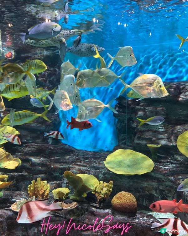 濟州Aqua Planet海洋世界︳下雨天去水族館玩透透