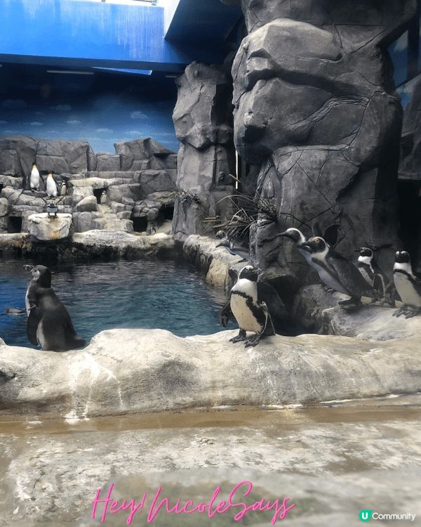 濟州Aqua Planet海洋世界︳下雨天去水族館玩透透