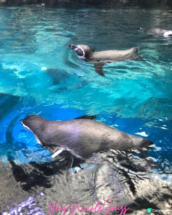 濟州Aqua Planet海洋世界︳下雨天去水族館玩透透
