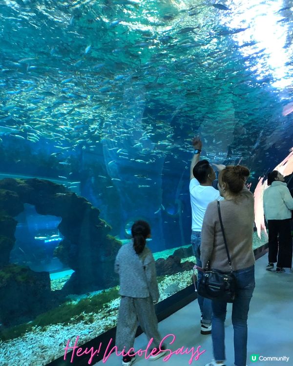 濟州Aqua Planet海洋世界︳下雨天去水族館玩透透