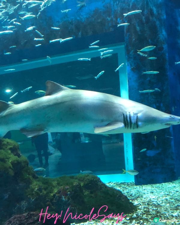 濟州Aqua Planet海洋世界︳下雨天去水族館玩透透