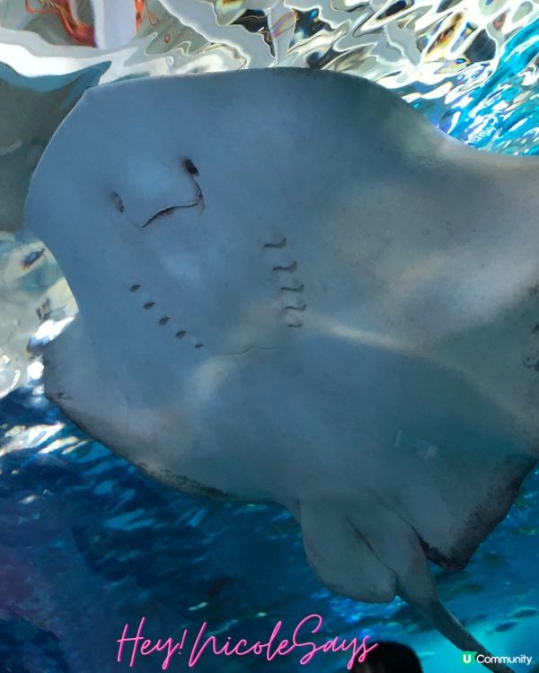 濟州Aqua Planet海洋世界︳下雨天去水族館玩透透