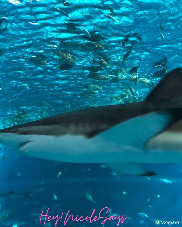 濟州Aqua Planet海洋世界︳下雨天去水族館玩透透
