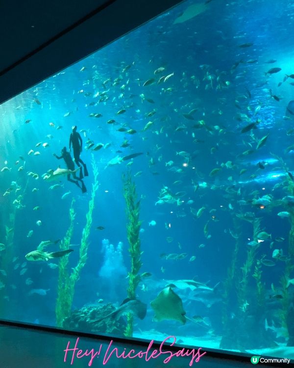 濟州Aqua Planet海洋世界︳下雨天去水族館玩透透