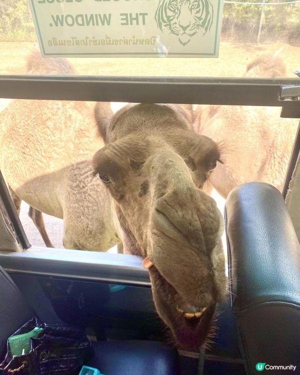 零距離親親長頸鹿🦒x人氣熱門曼谷近郊景點「北碧府野生動物園 SAFARI PARK KANCHANABURI」🥕