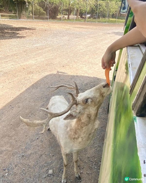 零距離親親長頸鹿🦒x人氣熱門曼谷近郊景點「北碧府野生動物園 SAFARI PARK KANCHANABURI」🥕