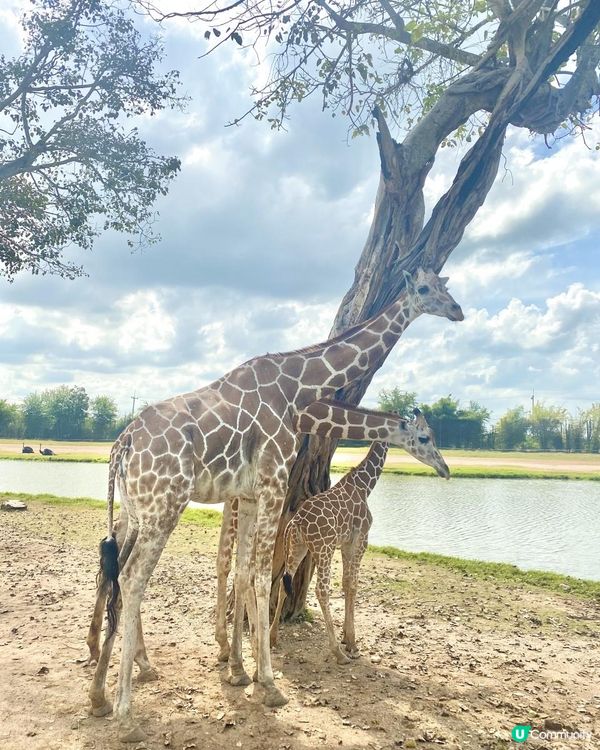 零距離親親長頸鹿🦒x人氣熱門曼谷近郊景點「北碧府野生動物園 SAFARI PARK KANCHANABURI」🥕
