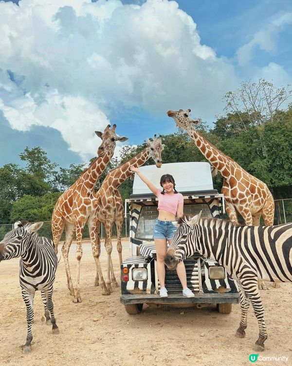 零距離親親長頸鹿🦒x人氣熱門曼谷近郊景點「北碧府野生動物園 SAFARI PARK KANCHANABURI」🥕
