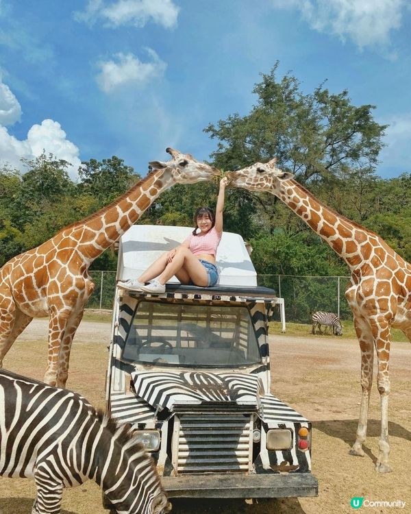 零距離親親長頸鹿🦒x人氣熱門曼谷近郊景點「北碧府野生動物園 SAFARI PARK KANCHANABURI」🥕