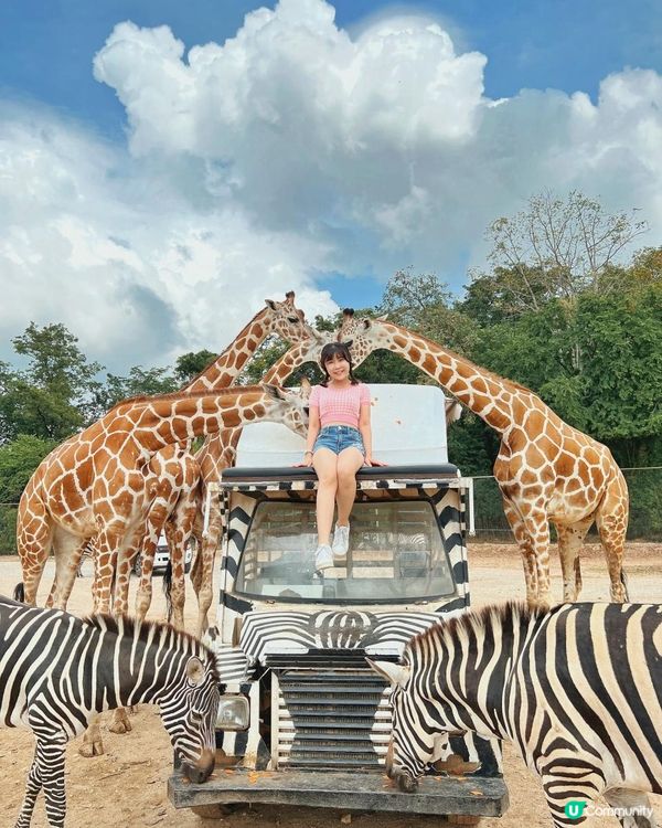 零距離親親長頸鹿🦒x人氣熱門曼谷近郊景點「北碧府野生動物園 SAFARI PARK KANCHANABURI」🥕