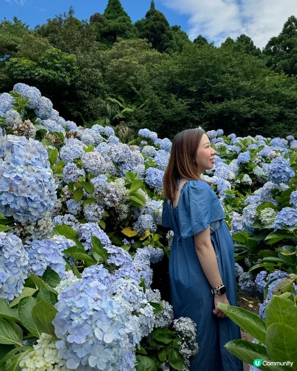 《台北》🌺🌸穿梭繡球花田·午後陽光