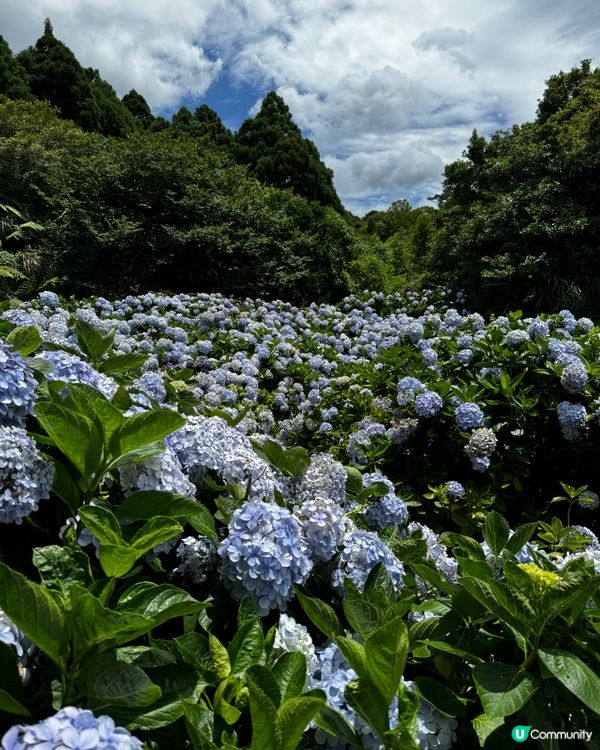 《台北》🌺🌸穿梭繡球花田·午後陽光