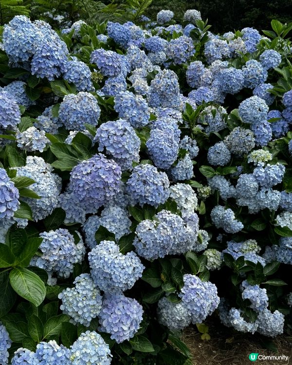 《台北》🌺🌸穿梭繡球花田·午後陽光