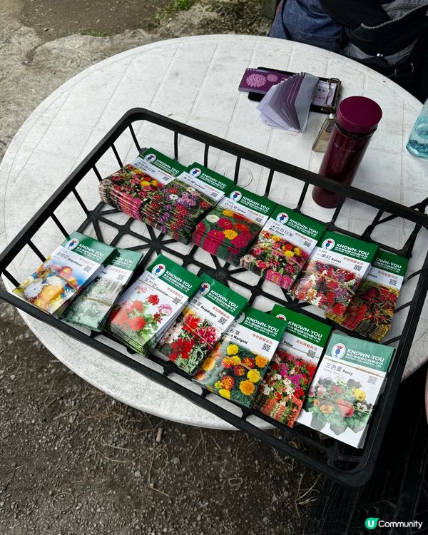 《台北》🌺🌸穿梭繡球花田·午後陽光