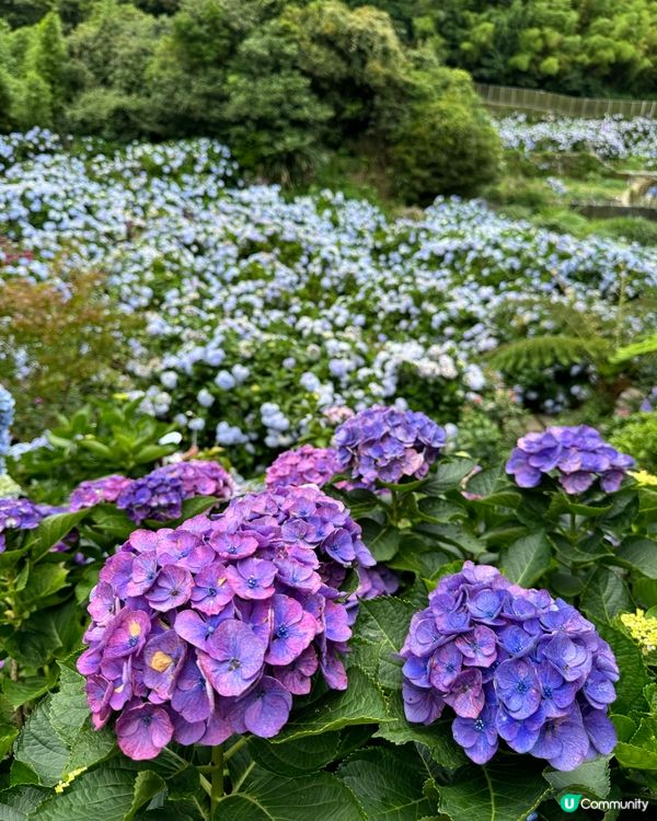 《台北》🌺🌸穿梭繡球花田·午後陽光