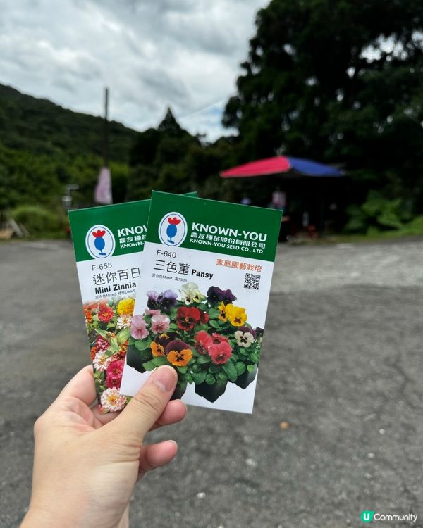 《台北》🌺🌸穿梭繡球花田·午後陽光