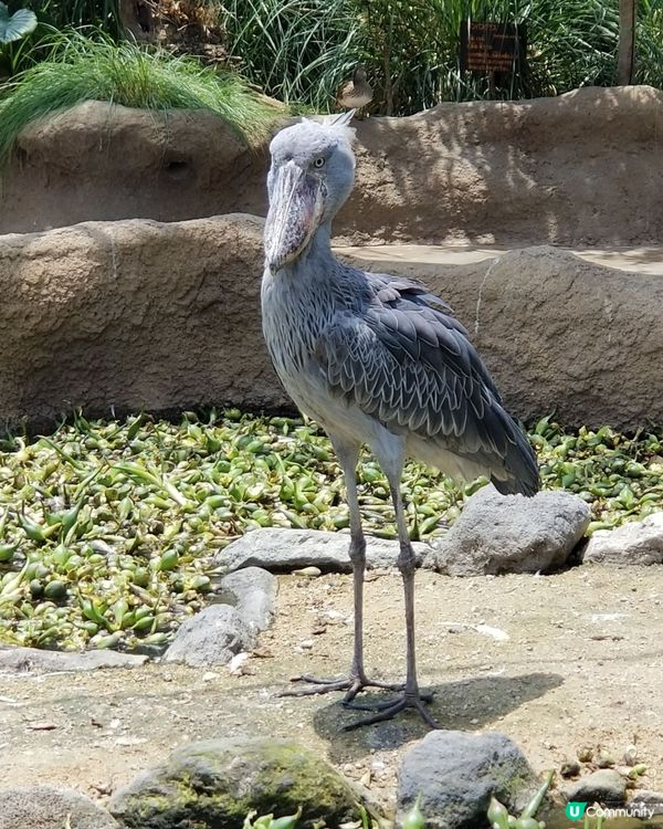 神戶動物王國🦅