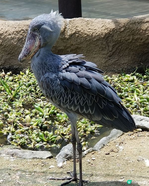 神戶動物王國🦅