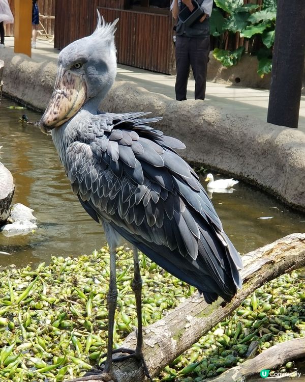神戶動物王國🦅